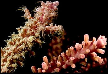 Close shot of a branching coral with the polyps extended in the feefing position. © https://www.thread-of-awareness-in-chaos.com/order.html