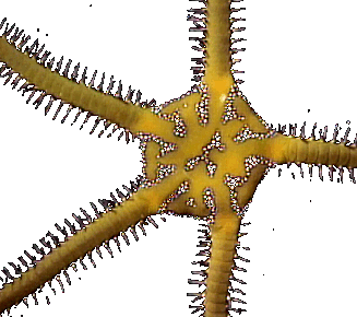 Ophiarachna, a brittle starfish living under rocks on Fiji's shallow water reefs, like all echionoderms, has no eyes but it's nerve cells are directly sensitive to light and they quickly detect shadows passing over them. They venture out at night, when reef fish that might eat them are asleep. © https://www.thread-of-awareness-in-chaos.com/order.html