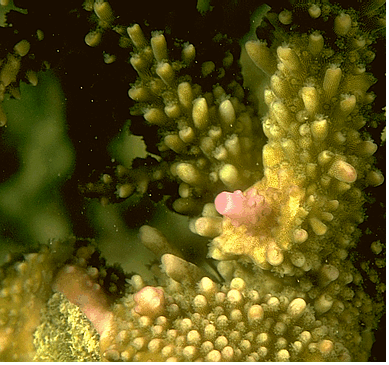 A series of photos of the same coral colony, taken over a three month period show a broken branch of a coral colony as it regenerates. Click to join me on the reef taking these photos. © https://www.thread-of-awareness-in-chaos.com/order.html