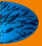 a school of fish © https://www.thread-of-awareness-in-chaos.com/order.html