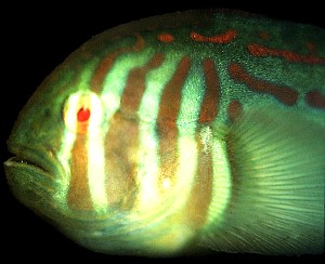 A small reef fish from Fiji has excellent eyes. © https://www.thread-of-awareness-in-chaos.com/order.html