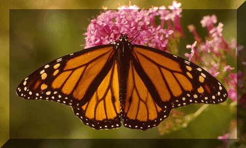 Danaus plexippus, the Monarch Butterfly. © https://www.thread-of-awareness-in-chaos.com/order.html