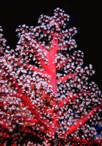 A soft coral grows treelike from the coral reef, a galaxy of cells all relying on memories of having been here, done that, for hundreds of millions of years. © https://www.thread-of-awareness-in-chaos.com/order.html