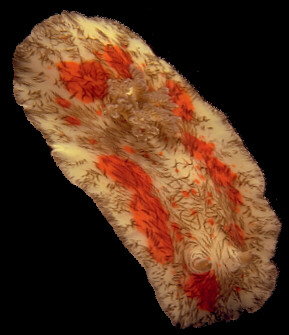When the nudibranch comes adrift of the coral, it glides, seeking bottom again, lost in a sensory vacuum. © https://www.thread-of-awareness-in-chaos.com/order.html