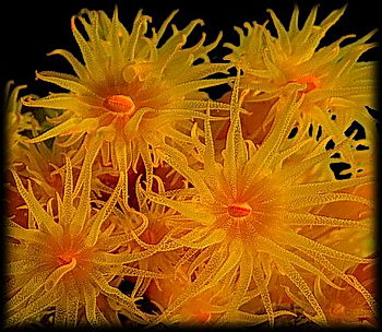 Tubastrea is a solitary coral but often grows in clumps of many individuals that act as one.
