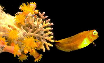 A small goby hovers off a projection from a coral cave wall. Golden Tubeastrea and orange fire coral filter the sea.