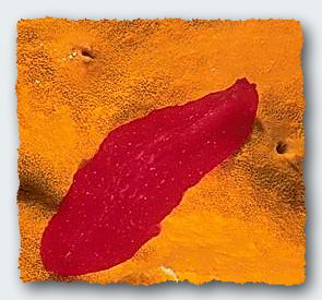 A red flatworm creeps over an orange sponge. Flatworms are the most basic creature with any sort of a brain and the highest creature that can reproduce by dividing. © https://www.thread-of-awareness-in-chaos.com/order.html