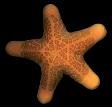 Starfish, like this Choriaster granulatus, have a much slower interval of awareness than we do. © https://www.thread-of-awareness-in-chaos.com/order.html