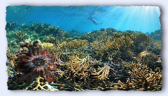 When two crown of thorns starfish join arms to feed, they can eat 30% more coral than they can by themselves. © https://www.thread-of-awareness-in-chaos.com/order.html